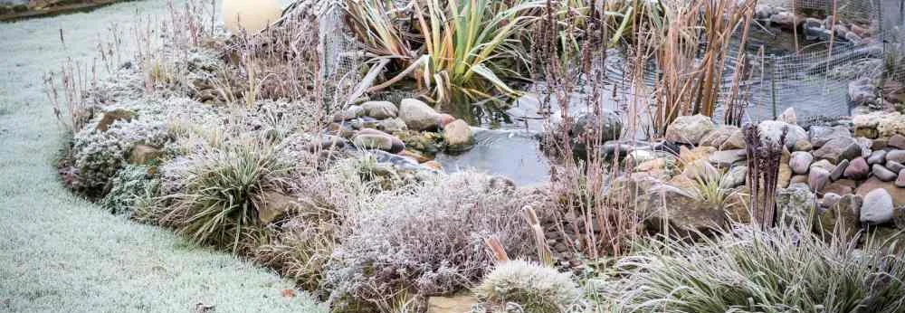 Ein mit Reif überzogener Garten mit einem kleinen Teich.